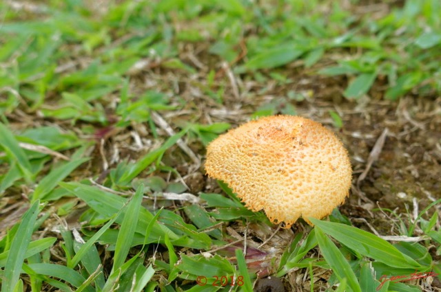 0137 Champignon Franceville 18RX104DSC_1802191003809_DxOwtmk.jpg