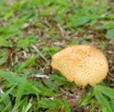 0137 Champignon Franceville 18RX104DSC_1802191003809_DxOwtmk.jpg