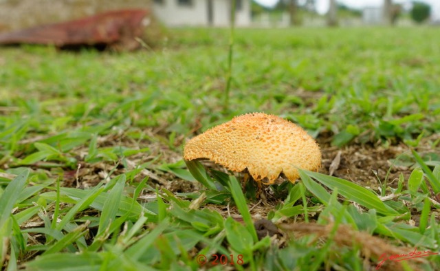 0138 Champignon Franceville 18RX104DSC_1802191003813_DxOwtmk.jpg