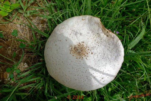 0139 Fungi 001 Champignon Franceville 18RX104DSC_1805161004815_DxOwtmk 150k.jpg