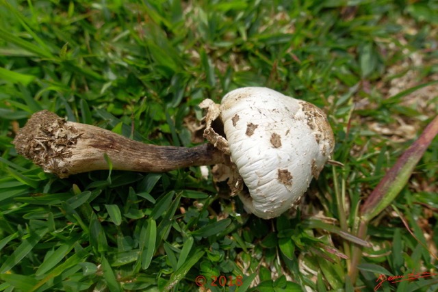 0141 Fungi 001 Champignon Franceville 18RX104DSC_1805161004817_DxOwtmk 150k.jpg