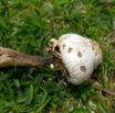 0141 Fungi 001 Champignon Franceville 18RX104DSC_1805161004817_DxOwtmk 150k.jpg