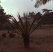 015 1976 Gabon 037wtmk.JPG