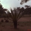 015 1976 Gabon 037wtmk.JPG