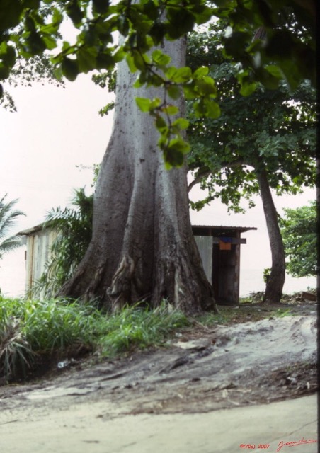 032 1976 Libreville Arbre Fromager 010wtmk.JPG