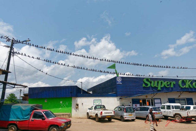 024 Franceville Fil Electrique et Pigeons 17RX104DSC_101568_DxOawtmk.jpg