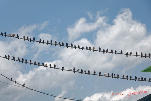 025 Franceville Fil Electrique et Pigeons 17RX104DSC_101566_DxOwtmk.jpg