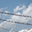 025 Franceville Fil Electrique et Pigeons 17RX104DSC_101566_DxOwtmk.jpg