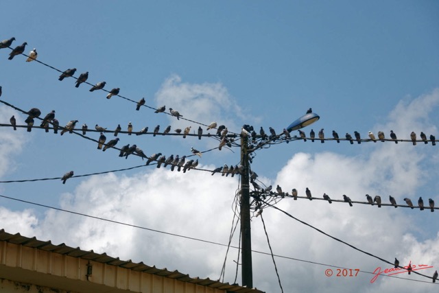 026 Franceville Fil Electrique et Pigeons 17RX104DSC_101567_DxOwtmk.jpg