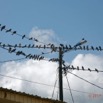 026 Franceville Fil Electrique et Pigeons 17RX104DSC_101567_DxOwtmk.jpg