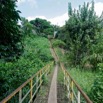 037 Franceville Pont sur Marecage Mangoungou 17RX104DSC_101706_DxOawtmk.jpg