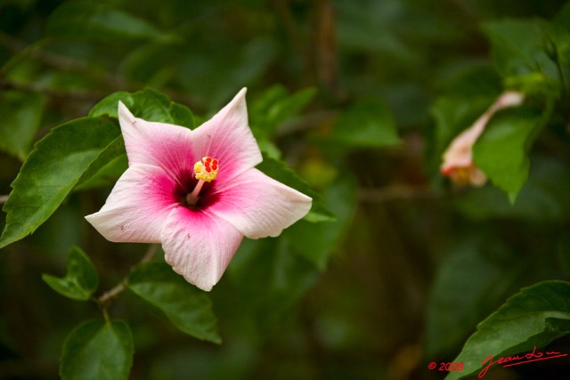 0007 KOULAMOUTOU Fleur Hibiscus 8EIMG_22555wtmk.jpg