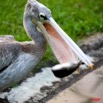 024 LAMBARENE Hotel Zoo et Pelican Avalant un Poisson 8E5IMG_28373wtmk.jpg