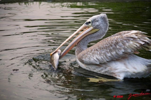 025 LAMBARENE Hotel Zoo et Pelican Avalant un Poisson 8E5IMG_28378wtmk.jpg