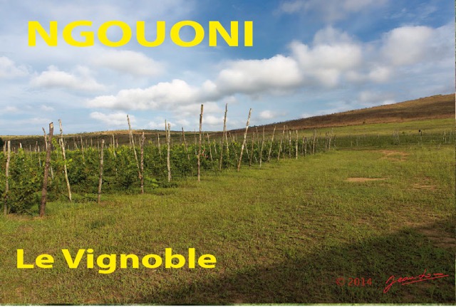 006 Titre Photos Ngouoni Vignoble-01.jpg