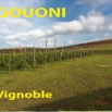 006 Titre Photos Ngouoni Vignoble-01.jpg