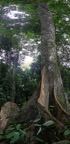 029 Mikongo Arbre Pano 3wtmk.JPG