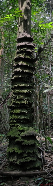 039 Kelango Termitiere Pano 3wtmk.JPG