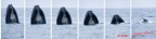 066 Baleines Serie 3wtmk.jpg