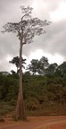 074 MAYOMBE Arbre Geant Pano 4wtmk.jpg