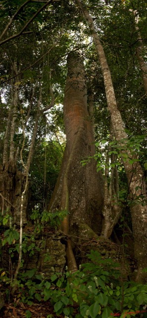 079 TSONA Arbre Pano 2wtmk.jpg