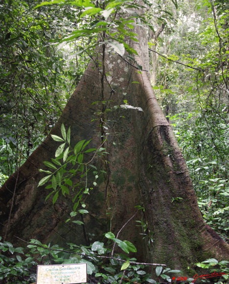 105 Sibang Arbre Kapok Pano 3awtmk.jpg