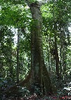 022 Foret Letili Arbre Pano 1awtmk.jpg