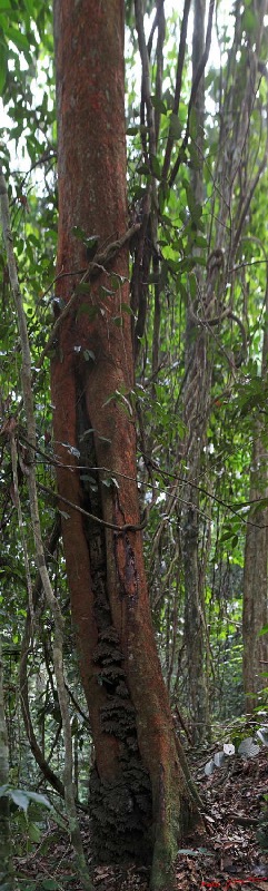 051 Langoue Arbre Trichoscypha Pano 1awtmk.jpg