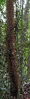 051 Langoue Arbre Trichoscypha Pano 1awtmk.jpg