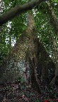 059 Langoue Arbre Pano 9awtmk.jpg