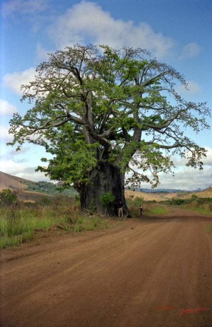 075 Congo Baobab Dolisie et JLA 80s IMG_100001a_DxOwtmk.jpg