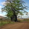 075 Congo Baobab Dolisie et JLA 80s IMG_100001a_DxOwtmk.jpg
