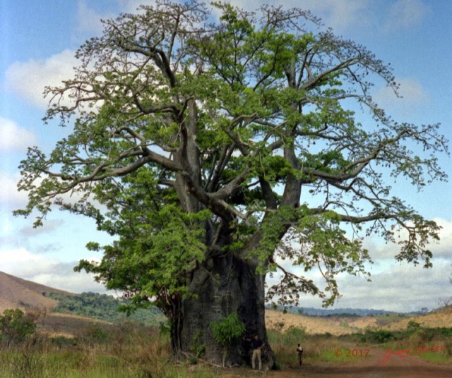 079 Congo Baobab Dolisie et JLA 80s IMG_100002a_DxOwtmk.jpg