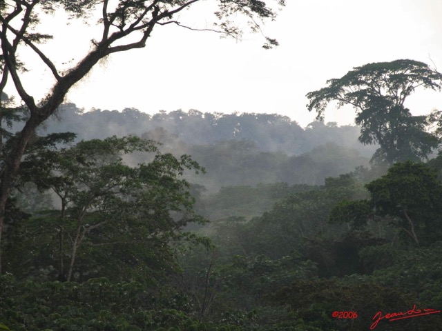 008 Foret Gabonaise IMG_3425WTMK.jpg