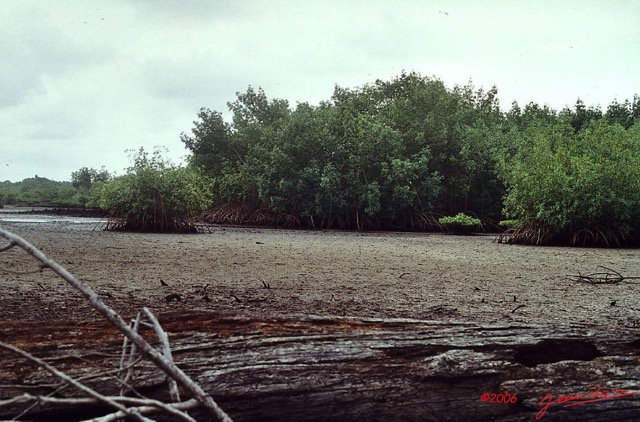 047 Mangrove 1AWTMK.jpg