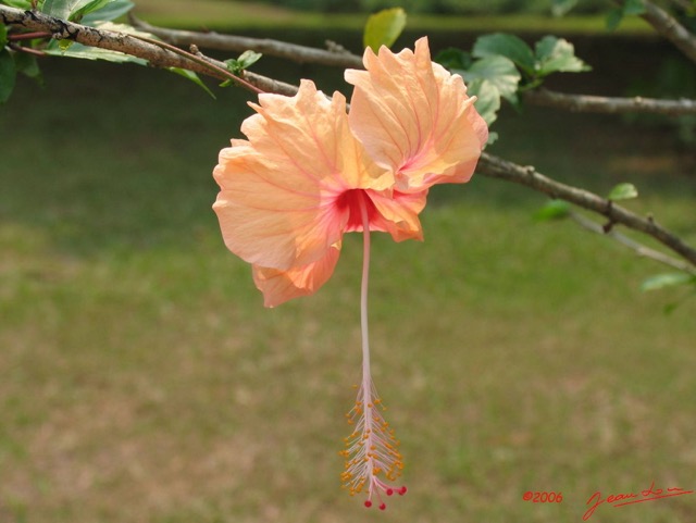 010 Hibiscus IMG_0351WTMK.JPG